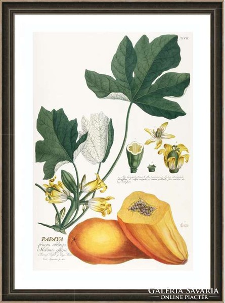Papaja papaya sárga termés dinnyefa levelek virág magok G.Ehret Antik botanikai illusztráció reprint