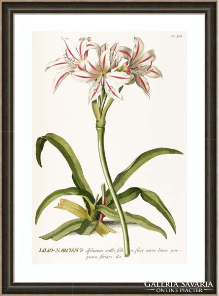 Liliom nárcisz lilio-narcissus fehér cirmos virág kerti G.Ehret Antik botanikai illusztráció reprint