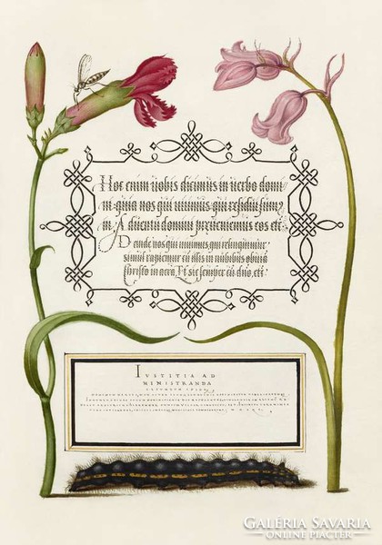 Antik grafika kézirat lap szegfű kékcsengő hernyó rovar rajz botanikai illusztráció reprint nyomat