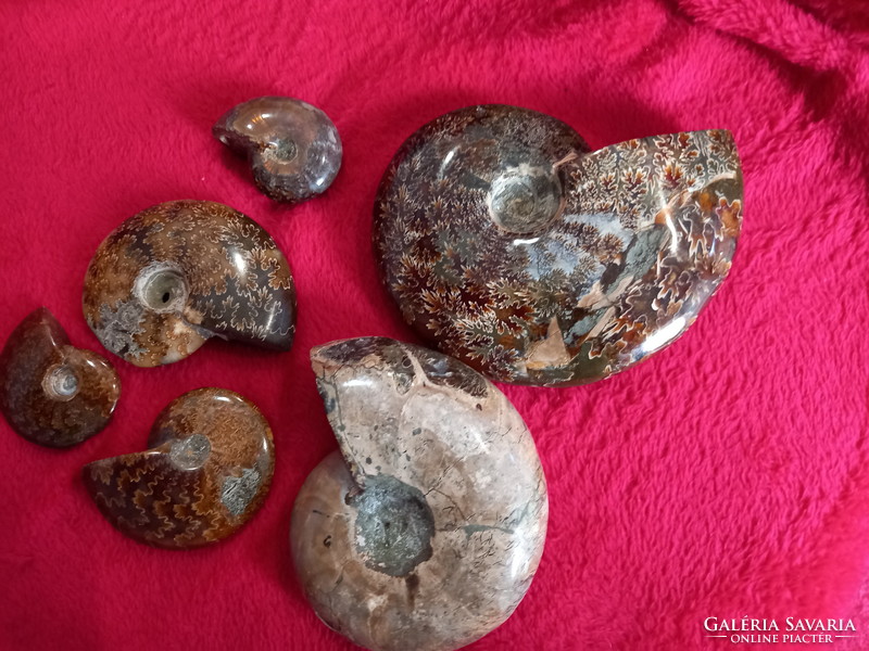Madagascar flawless iridescent ammonites up to 3cm-5cm