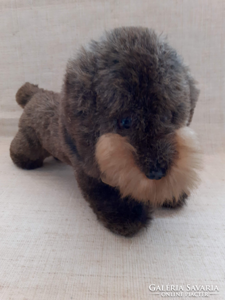 Old mohair dachshund dog in good condition