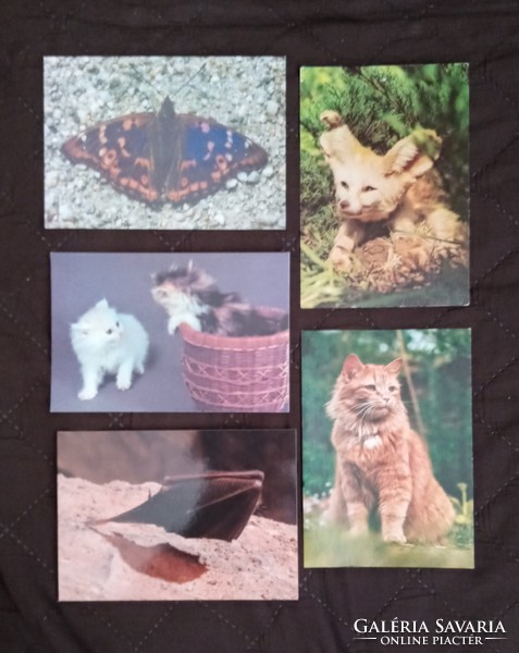 Állatokat ábrázoló képeslapok