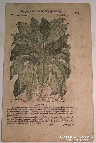 Színes metszet, botanikai téma, 17. század