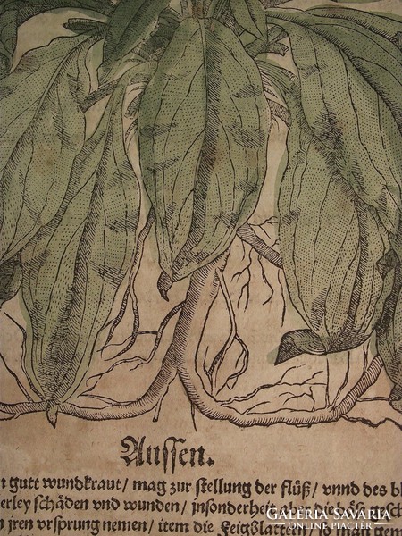 Színes metszet, botanikai téma, 17. század