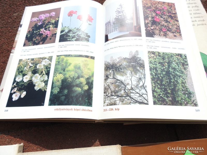 Virág a házban és a ház körül 12 hónap kerti munkái -Arborétumok Vas megyében Kis rózsakönyv ...