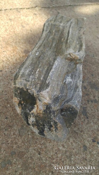 Rarity! More than 1000 years old fossilized wood stone wood stone formation