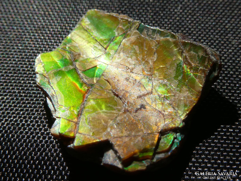 Ammolite, an ammonite fossil residue converted to natural aragonite. Collection piece.