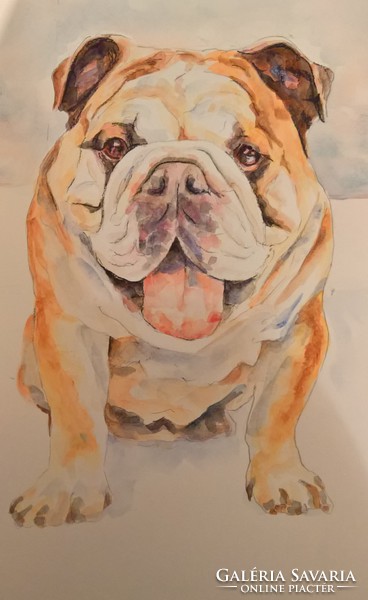 Angol bulldog aquarell