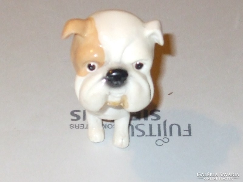 Miniature bulldog dog.
