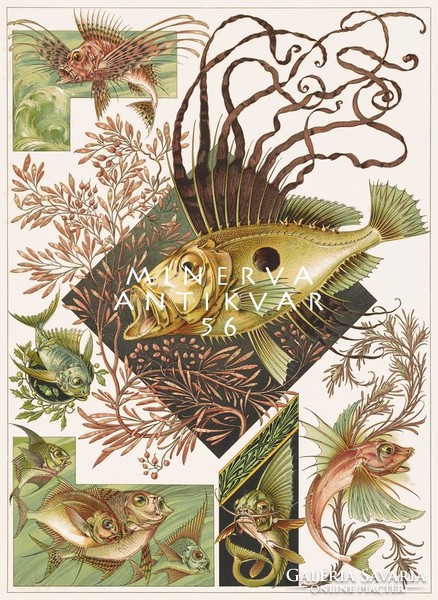 Fantasztikus halak A.Seder 1896 szecessziós nyomat reprint, skorpió hal, tengeri növények