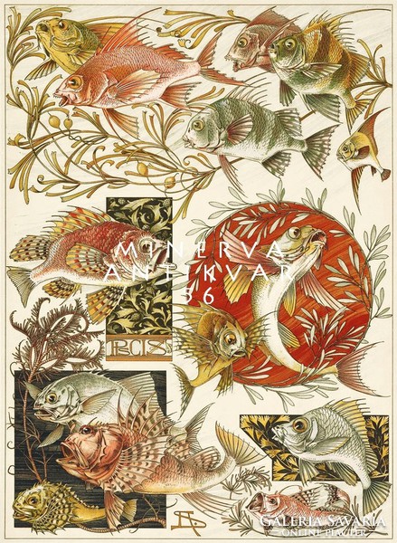 Halak - Piscis A.Seder 1896 szecessziós nyomat reprint, tenger tó vízi növények színes halfajták