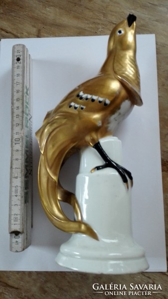 Gilded pheasant is damaged
