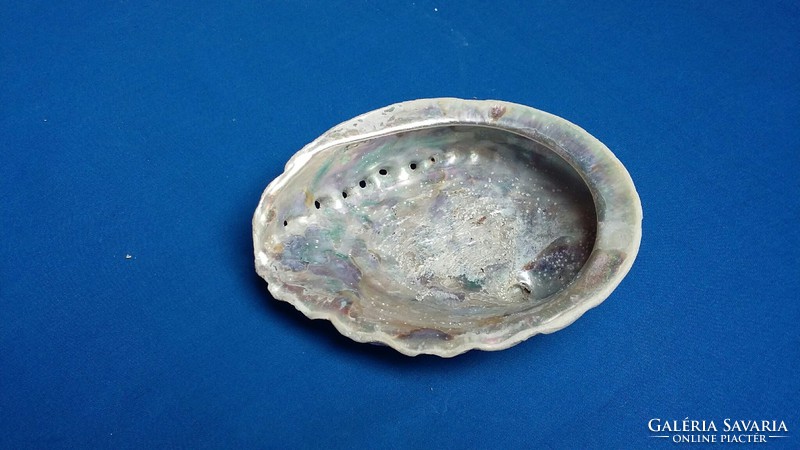 Abalone kagyló
