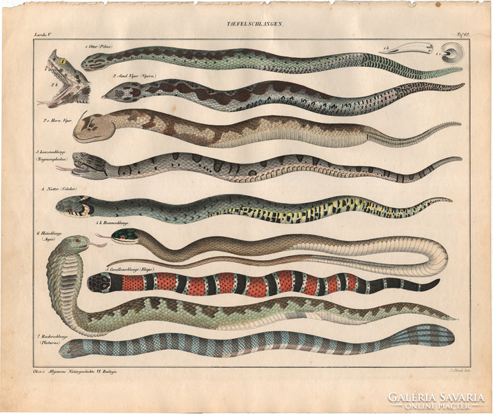 Állatok (62), litográfia 1843, állat, vipera, aspis, sárga hasú tengeri kígyó, beri, korallkígyó