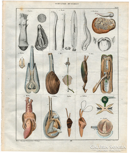 Állatok (6), litográfia 1843, állat, kagyló, tenger, kéthéjú, tellina, rózsaszín kagyló, fúrókagyló