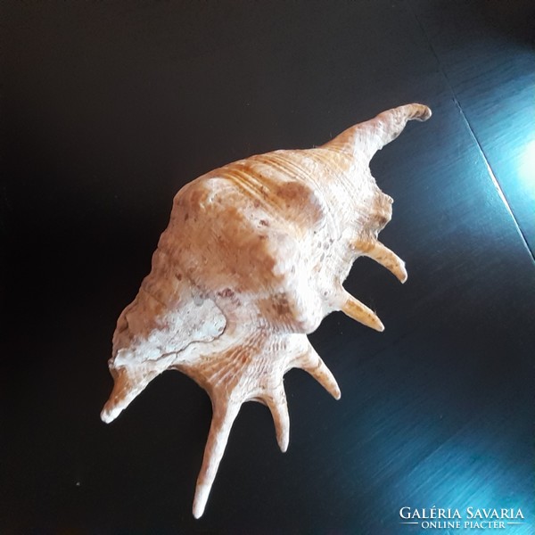 Apartment decoration! Shells in the Indian Ocean!