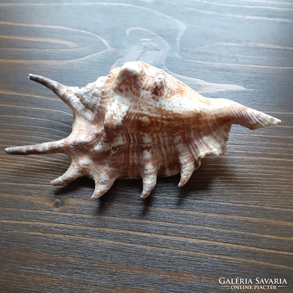 Shells in the Indian Ocean
