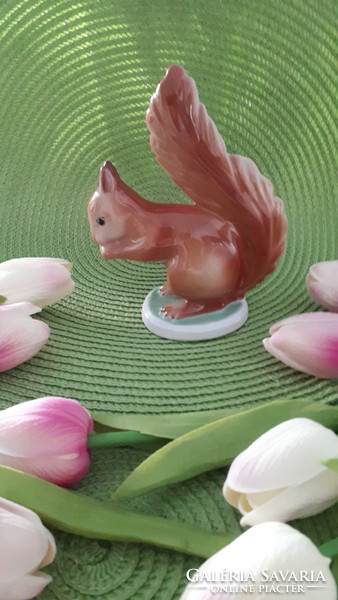 Drasche squirrel for sale