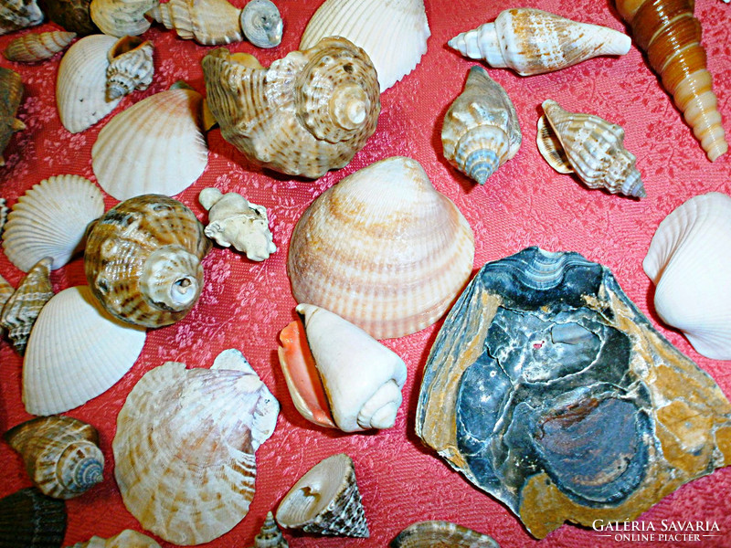 Wonderful seashells!
