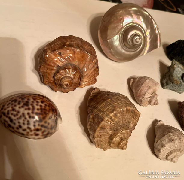 6 Shells + 5 minerals