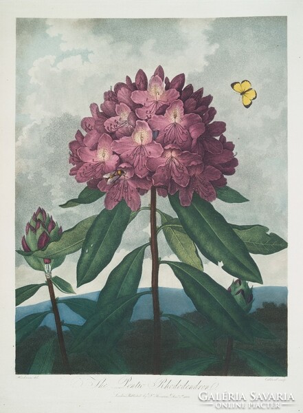 Robert Thornton - Rododendron - vászon reprint vakrámán