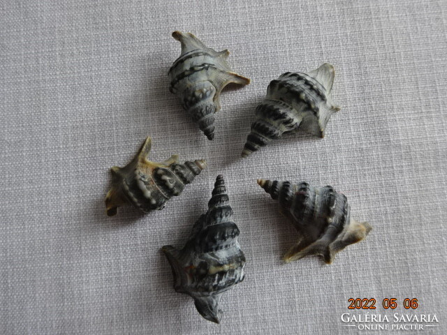 Black mini sea shells. He has!