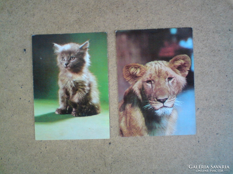 Senegalese lion cub and kitten - old postcard