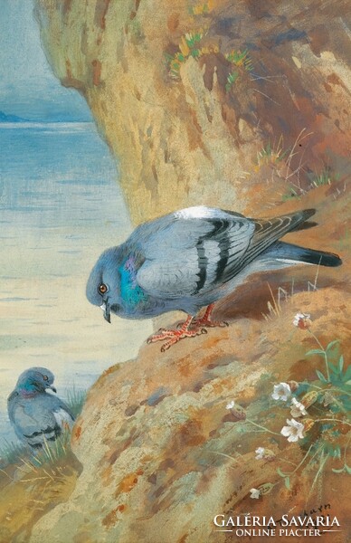 Thorburn - Szirti galambok - vászon reprint vakrámán