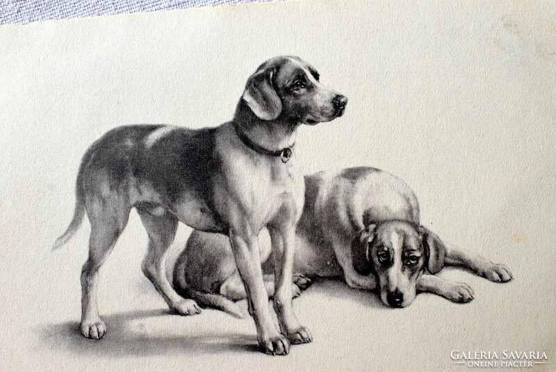 Antik MM Vienne grafikus üdvözlő képeslap kutyák