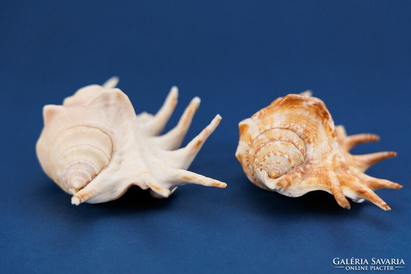 Sea snail 2 pieces