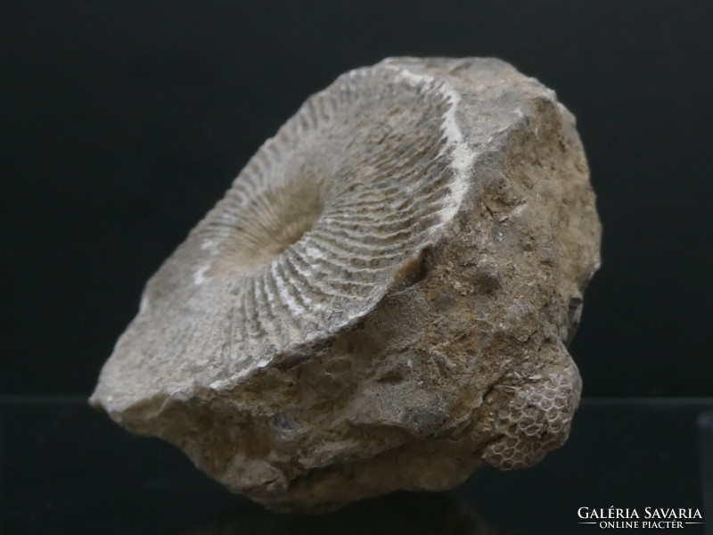 Koral fosszília: megkövesedett Rugosa rendű virágállat fluoreszkáló Kalcit ásvány réteggel 152 gramm