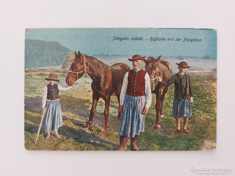 Régi képeslap 1918 lovak fotó levelezőlap pányvás csikók