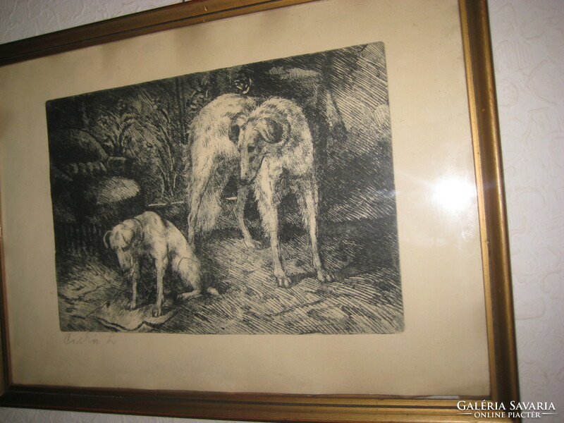 Horse Andrew: Greyhounds old etching 37 x 27 cm