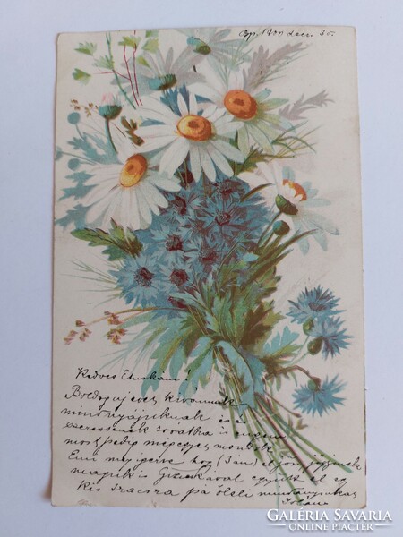 Régi képeslap 1900 virágos levelezőlap búzavirág kamilla