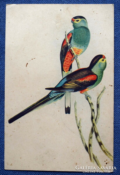 Antik.  grafikus   üdvözlő képeslap  papagájok
