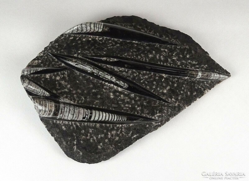 1E111 Hatalmas csiszolt Orthoceras fosszília kőzet 2.5 kg