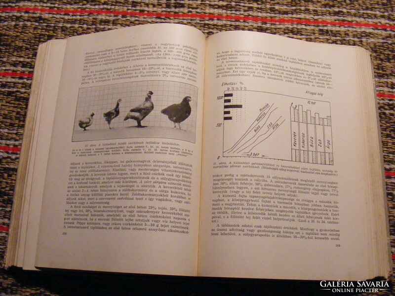 Poultry breeding 1955