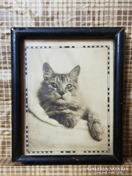 Egy család kedves cicája. Macska portré keretben az 1950 es évekből.