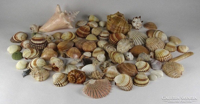 1L494 old shell snail sea rock package 100 pieces