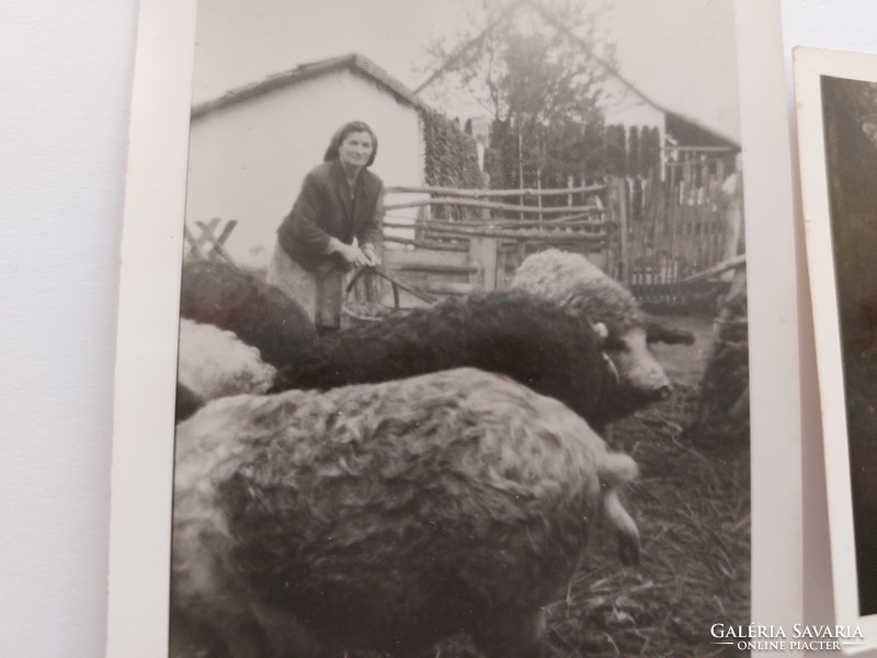 Régi fotó 1964 állattenyésztés gazdálkodás sertéstartás 2 db