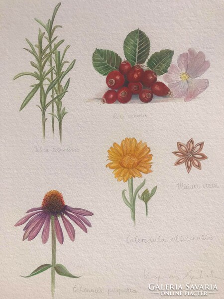 Herb board. Botanical art, oil
