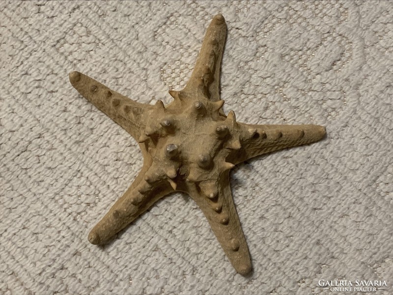 Large starfish preparation, 23 cm.