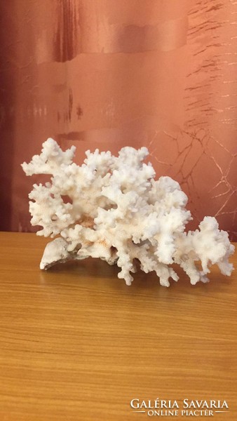 Ásvány tengeri korall17x17x10cm
