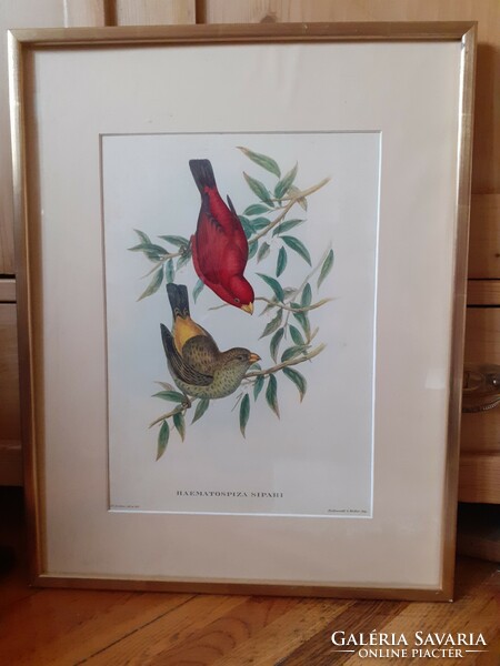 Colorful print of birds in a photo frame covered with sheet metal