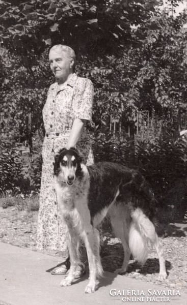 Russian greyhound (borzoi) with its owner