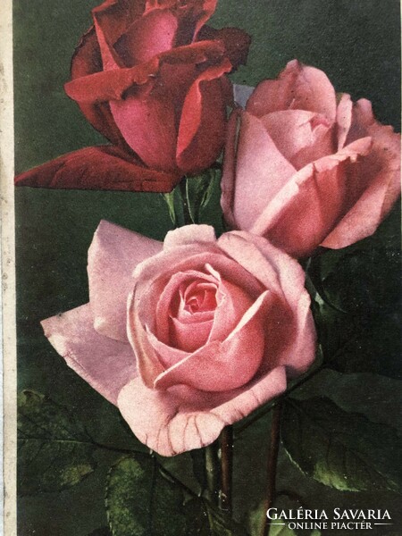 Antik, régi Rózsa virágos képeslap              -2.
