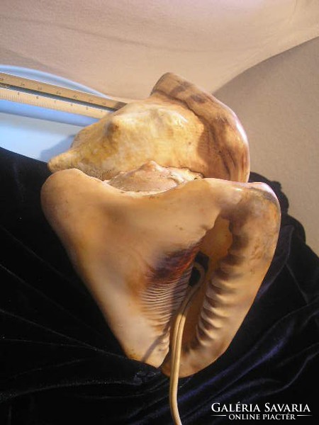 N15 Romantikus Lámpa mélytengeri kagylókból  28 cm csodás színvilágú kb 2-kg-os  hatalmas ritkaság