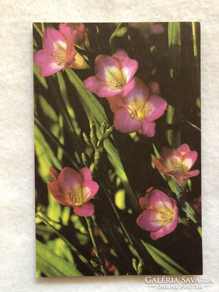 Régi virágos képeslap                                 -2.
