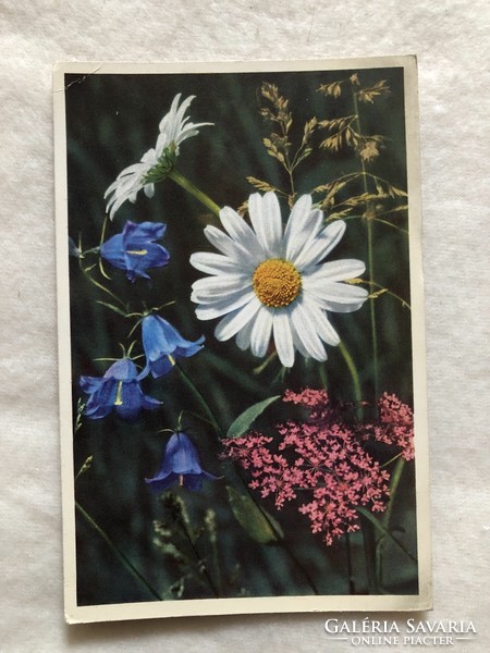 Antik, régi virágos képeslap                             -2.