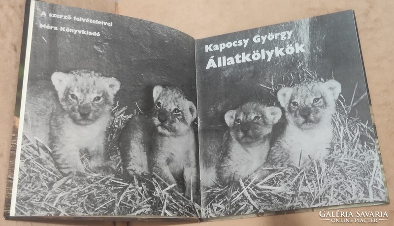 Animal cubs (györgy Kapocsy) 1980 edition